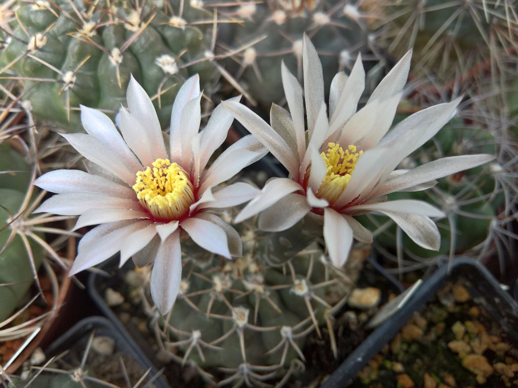 Gymnocalycium ochoterenai LF 12